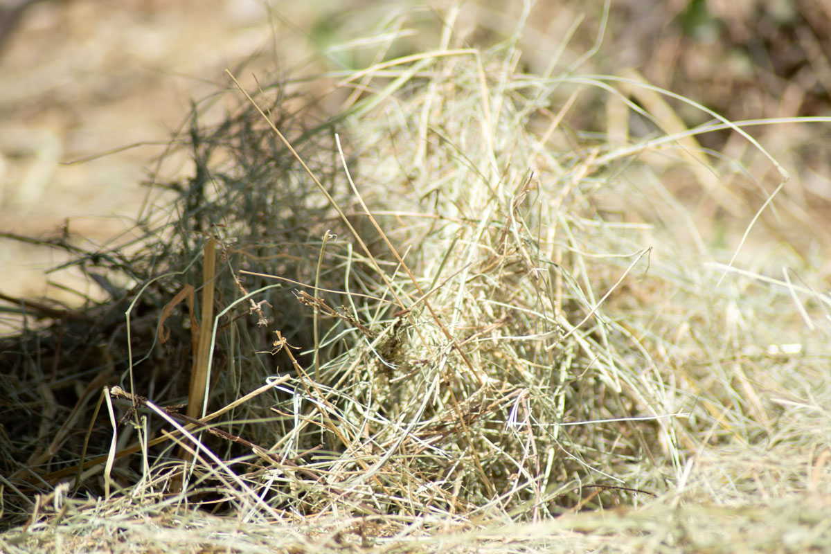 Les effets du régime alimentaire sur la réactivité et le comportement en main