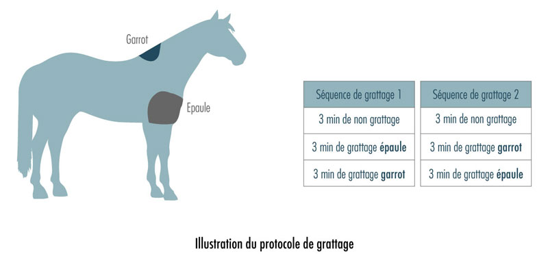 Figure 1 - illustration du protocole de grattage. Séquence de grattage 1 : 3 min de non grattage, 3 minutes de grattage à l'épaule et 3 minutes de grattage au garrot. Séquence de grattage 2 : 3 min de non grattage, 3 minutes de grattage au garrot, et 3 minutes de grattage à l'épaule.