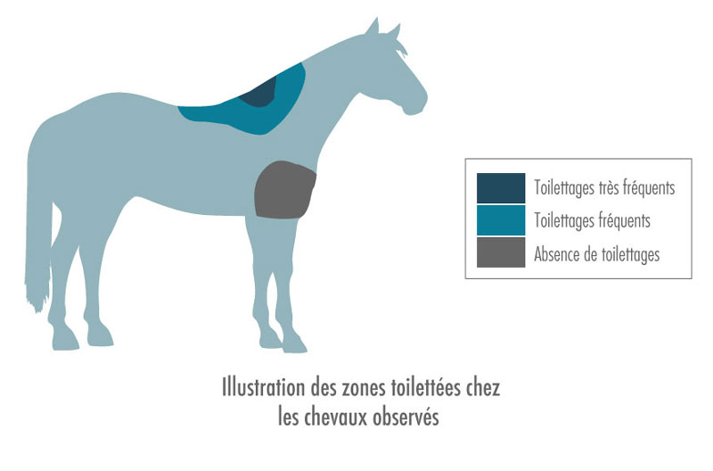 Figure 2 - Illustration des zones toilettées chez les chevaux observés. Plus de la moitié des contacts de toilettage est concentrée sur une toute petite zone du corps située autour du garrot.
