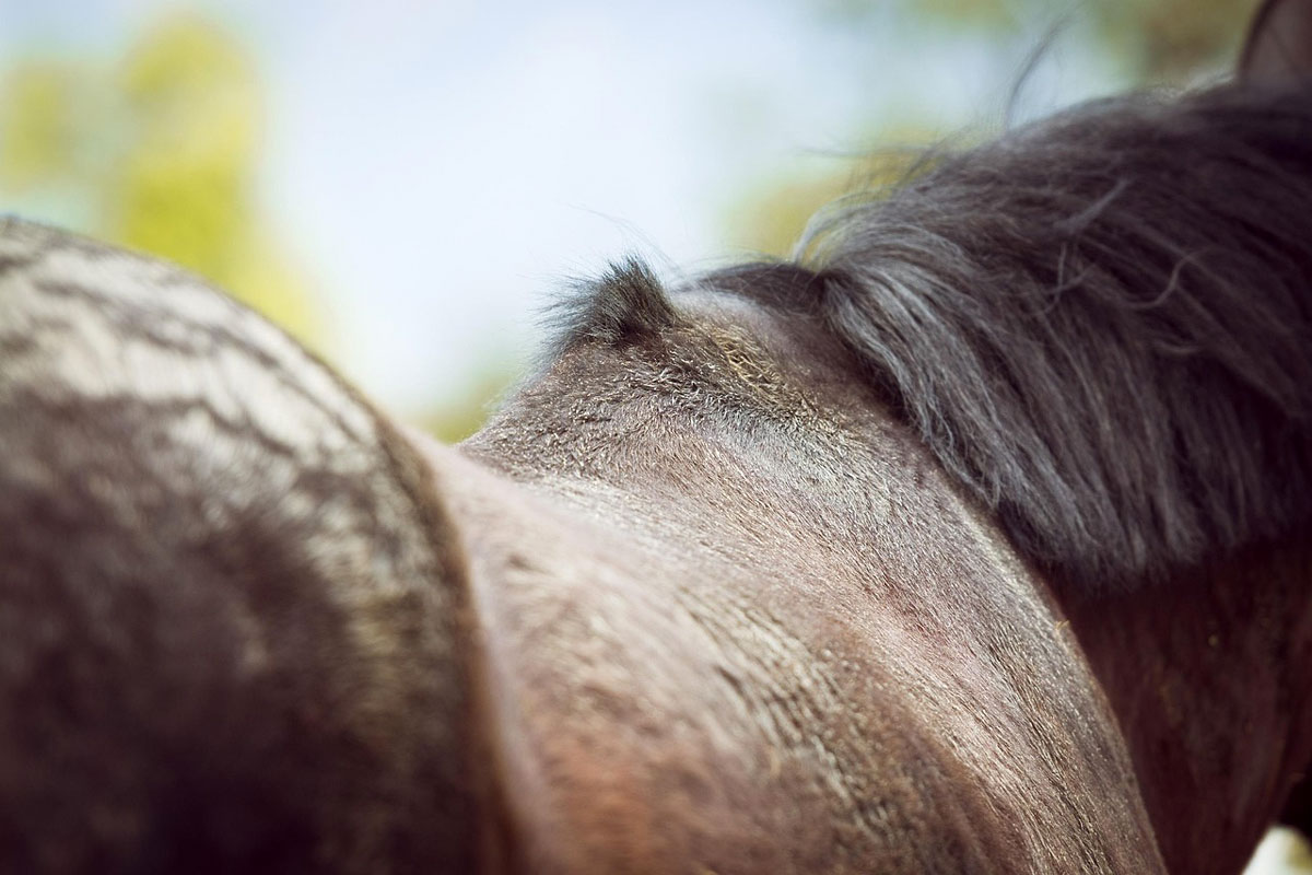Le grattage d’une zone préférée réduit le rythme cardiaque chez le cheval