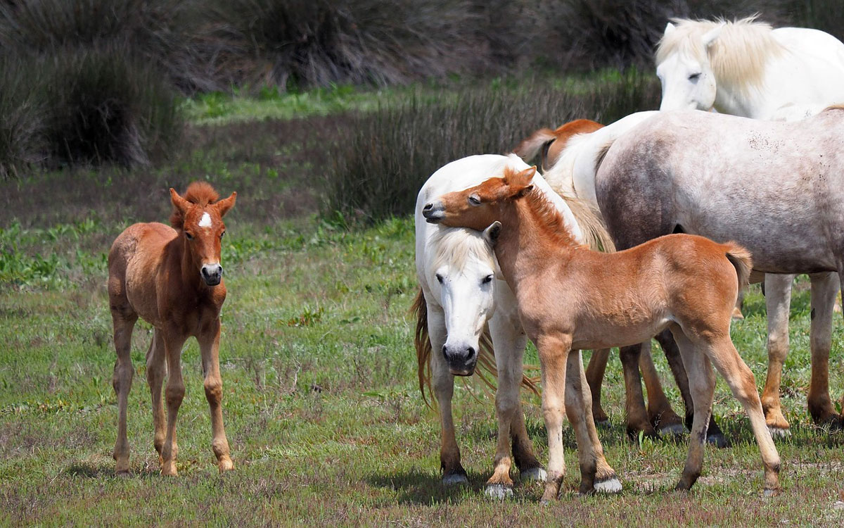 L’hébergement en groupe a des effets positifs sur le comportement des jeunes chevaux au travail