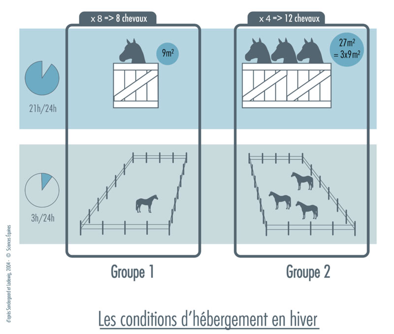 Figure 1 - Illustration du protocole. 8 jeunes chevaux sont hébergés en boxes individuels de 9m² et les douze autres répartis en quatre groupes de trois individus hébergés en stabulations libres de 27m² pour la période de mi-septembre à mi-mai. Les poulains étaient sortis trois heures par jour au paddock, selon leur mode d’hébergement : seul ou par groupe de trois.