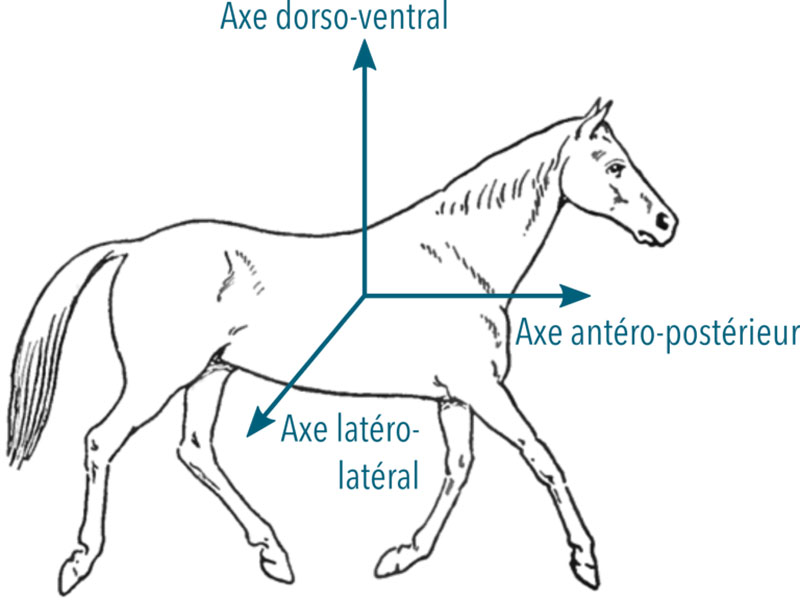 Figure 1 - Illustration des mesures de l'accéléromètre sur un cheval en mouvement dans 3 axes : antéro-postérieur, dorso-ventral, latéro-latéral.