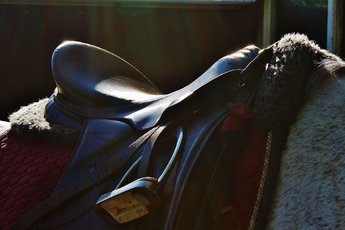 Liens entre les boiteries, le glissement latéral de la selle et la forme du dos chez les chevaux de sport