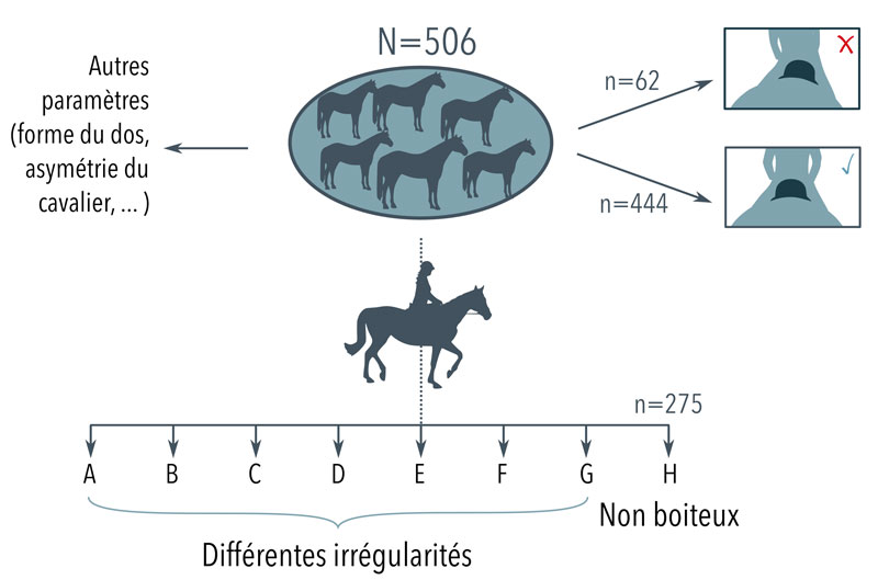 Figure 3 : Illustration du protocole. 506 chevaux de sport, présumés sains, utilisés dans des disciplines variées (dressage, CSO, concours complet, loisirs) ont été classés en deux groupes : ceux avec un glissement de la selle et ceux sans glissement de la selle.