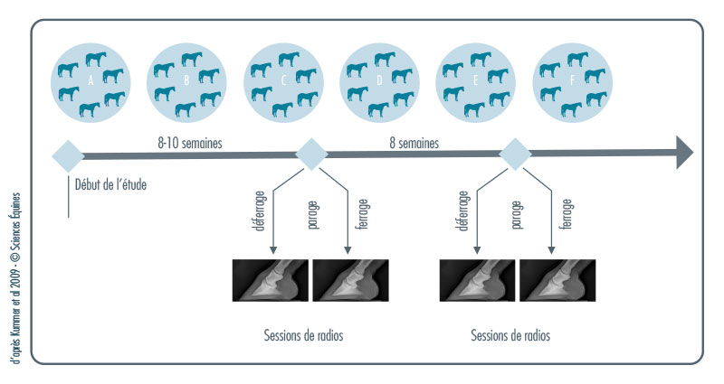 Figure 1 - Illustration du protocole. Les chevaux sont déferrés, et les antérieurs sont radiographiés de face et de côté. Les chevaux sont ensuite parés, puis les antérieurs sont à nouveau radiographiés. Les pieds sont ensuite ferrés. La même procédure est répétée 8 semaines plus tard.