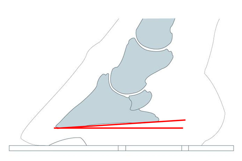 Figure 3: Vue de côté : angle de la 3ème phalange avec le sol