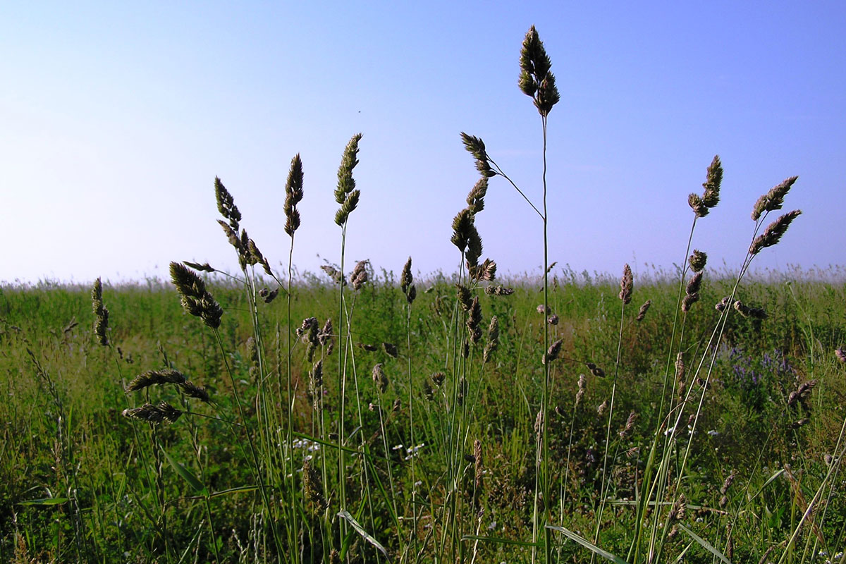 Prairie de dactyle (dactylis glomerata)