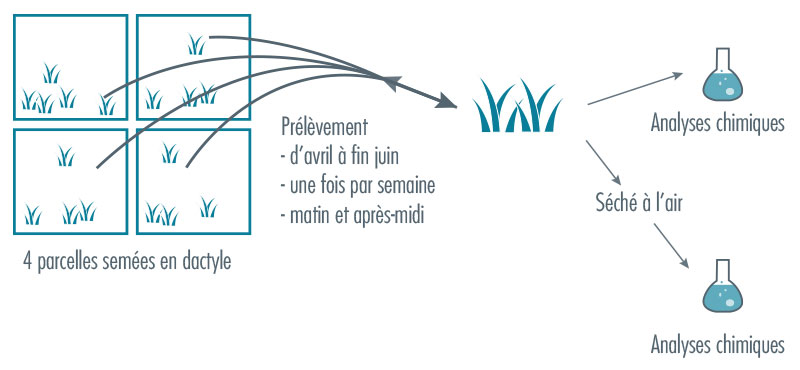 Figure 1 - Illustration du protocole : 4 parcelles semées en dactyle. Prélèvement d'avril à fin juin une fois par semaine le matin et l'après-midi. Une partie des prélèvements est congelée, l'autre partie est séchée à l'air, avant les analyses chimiques.