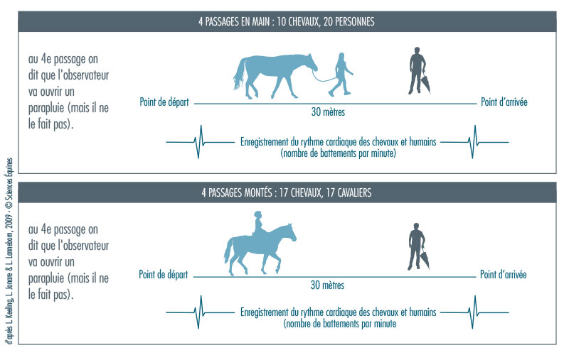Figure 1 - Illustration du protocole : Dix chevaux sont menés en main par 20 personnes et 17 chevaux sont montés par 17 cavaliers. Tous les couples réalisent quatre passages  en ligne droite. Au 4ème passage on dit que l'observateur va ouvrir un parapluie, mais il ne le fait pas. On enregistre le rythme cardiaque des chevaux et des humains.