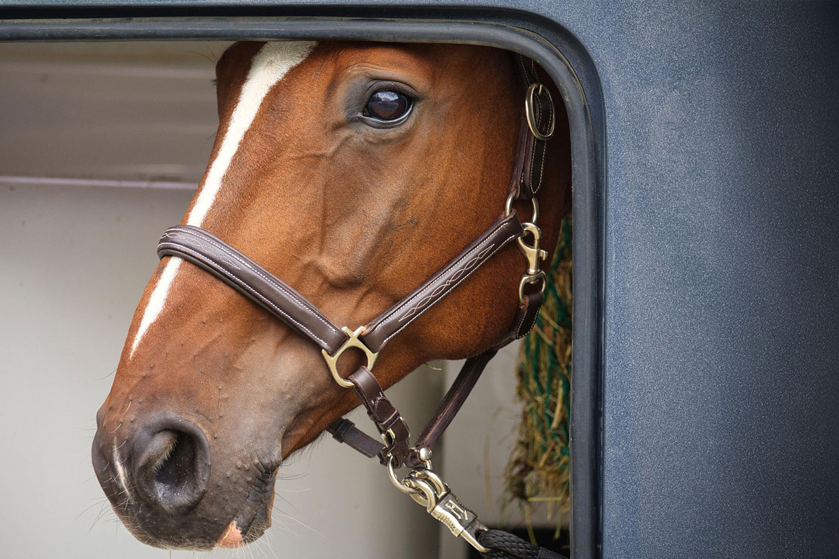 Quelle orientation est la plus confortable pour le cheval pendant le transport ?