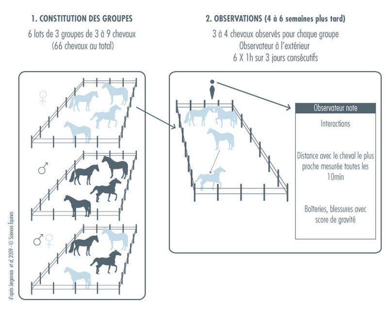 Figure 2 - Illustration du protocole : 1) Constitution des groupes : 6 lots de 3 groupes de 3 à 9 chevaux (66 chevaux au total. 2) Observations (4 à 6 semaines plus tard) : 3 à 4 chevaux observés pour chaque groupe, observateur à l'extérieur, 6 fois pendant 1h sur 3 jours consécutifs. 