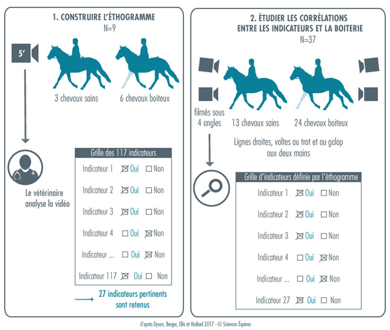 Figure 1 - Illustration du protocole. Étape 1 : pour construire l'éthogramme, 3 chevaux sains et 6 chevaux boiteux sont observés pour choisir les indicateurs comportementaux pour l'étude. Étape 2 : Pour étudier les corrélations entre les indicateurs et les corrélations entre les indicateurs et la boiterie : 13 chevaux sains et 24 chevaux boiteux sont observés en ligne droite, volte au trop et galop aux deux mains.