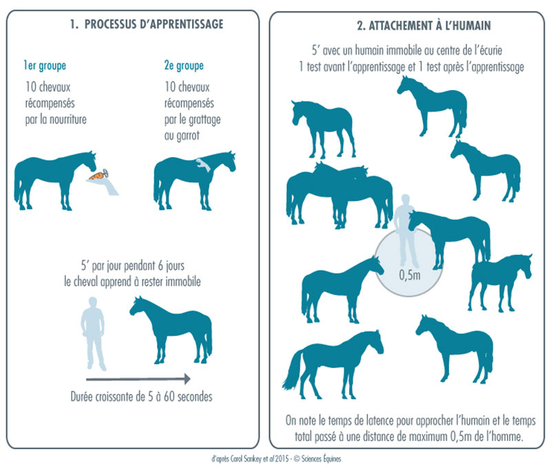 Figure 1 - Illustration du protocole : Les chevaux sont séparés en deux groupes, le 1er groupe est récompensé par de la nourriture, le 2ème par le grattage au garrot.  