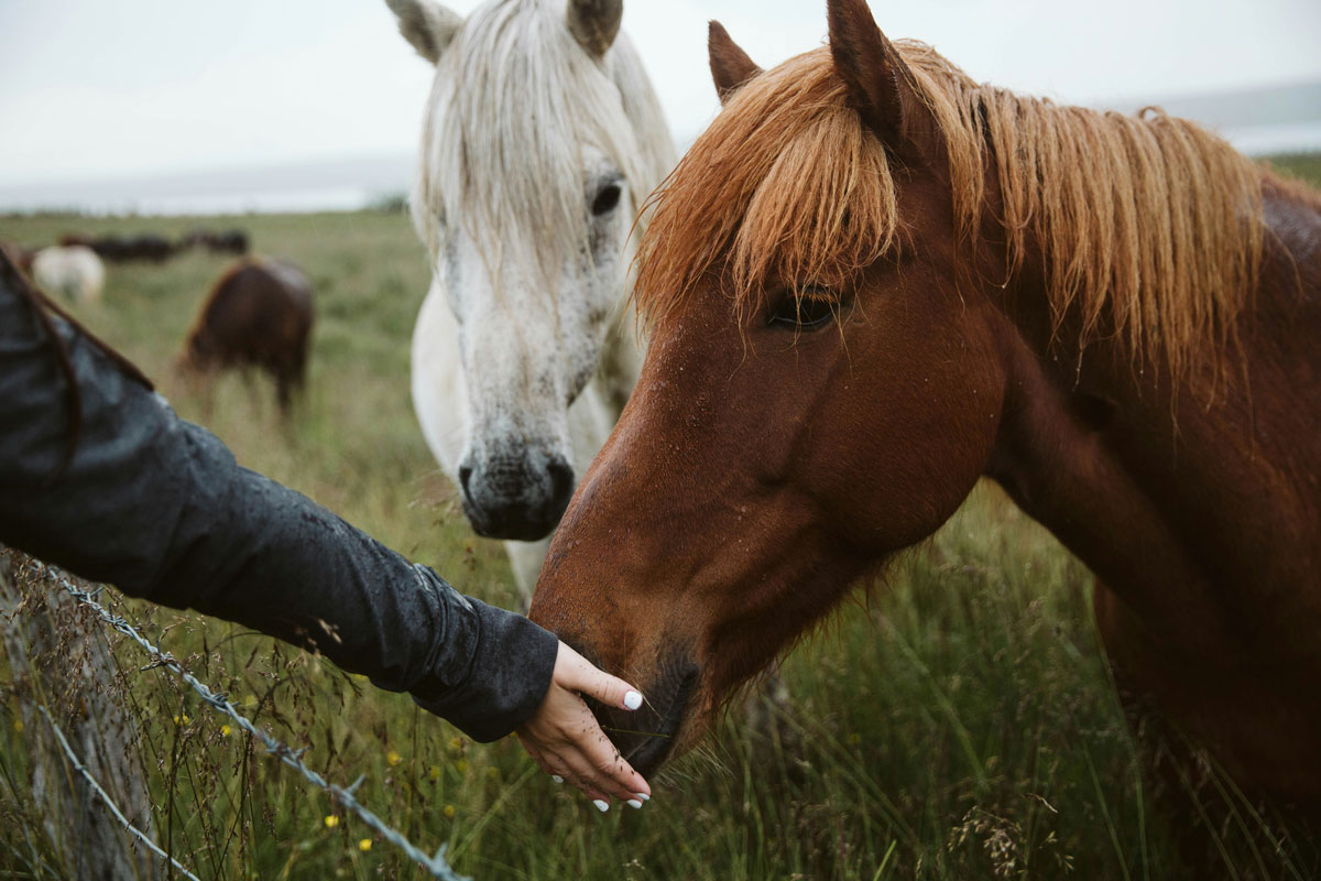 Les chevaux reconnaissent-ils quand les humains s’intéressent à eux ?