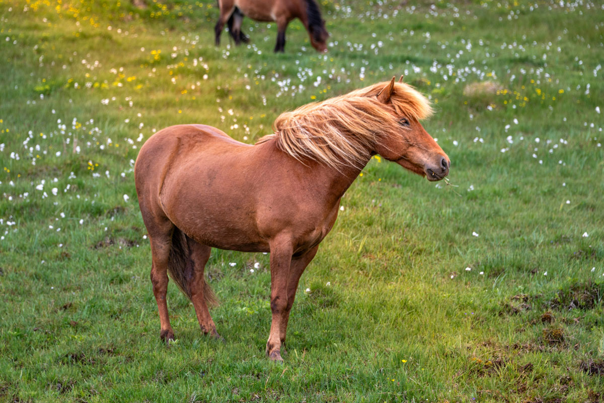 Peut-on connaître les effets de l’hébergement d’un cheval sur son état affectif et son bien-être ?