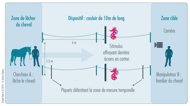 Figure 2 : Illustration du dispositif, un couloir de 10m de long avec le stimulus effrayant derrière des écrans en carton, comme décrit ci-dessus.