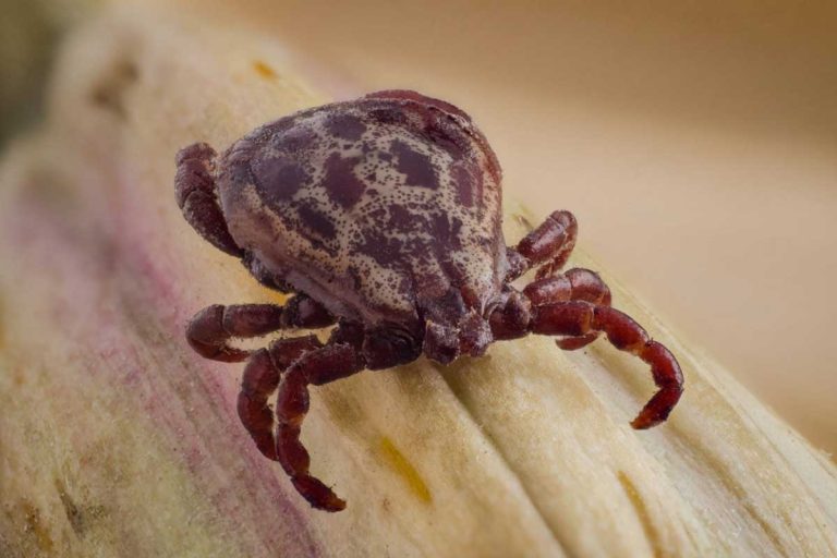 Tique - Projet PiroGoTick