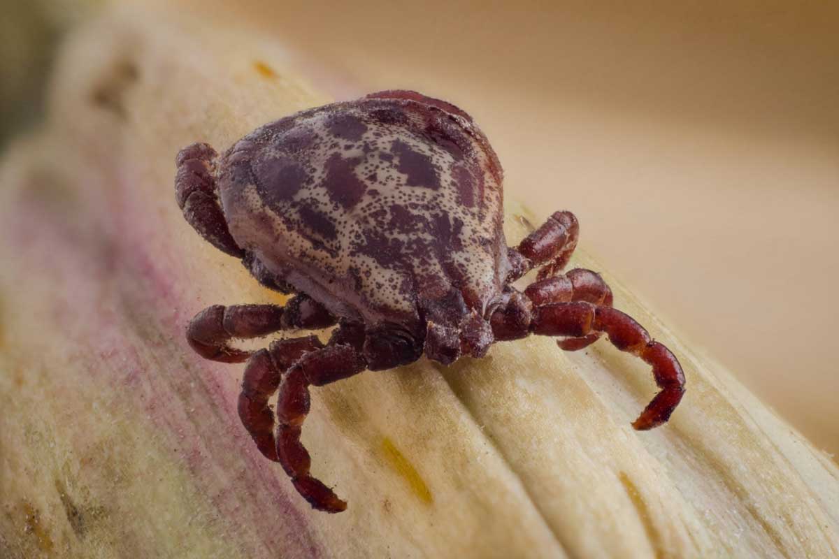 Tique - Projet PiroGoTick