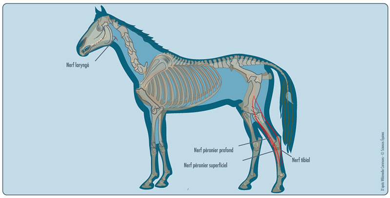Figure 2 : Illustration du profil d'un cheval montrant, en rouge, les nerfs atteints par le harper associé aux pâtures : ils relient les muscles de la cuisse au canon, en face antérieure et postérieure.
