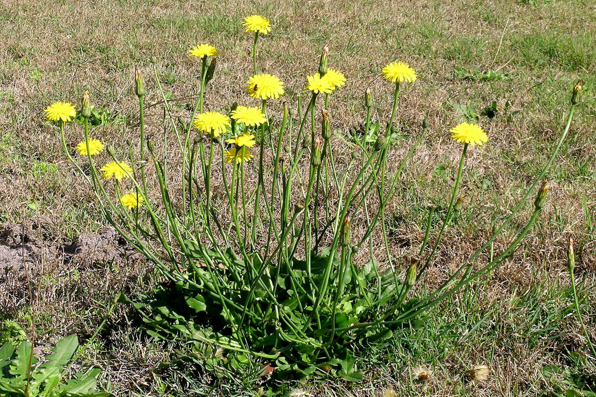 Porcelle enracinée et harper australien chez le cheval