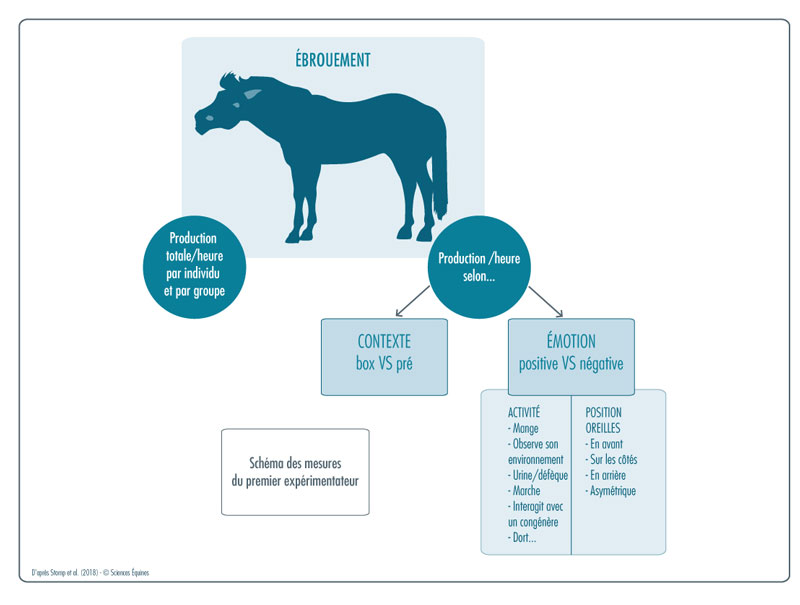 Figure 1: représentation graphique du recueil de données sur les ébrouements . En s’aidant d’un magnétophone, l'un des expérimentateurs recense la production d’ébrouement de chaque cheval. Il les répertorie aussi selon le