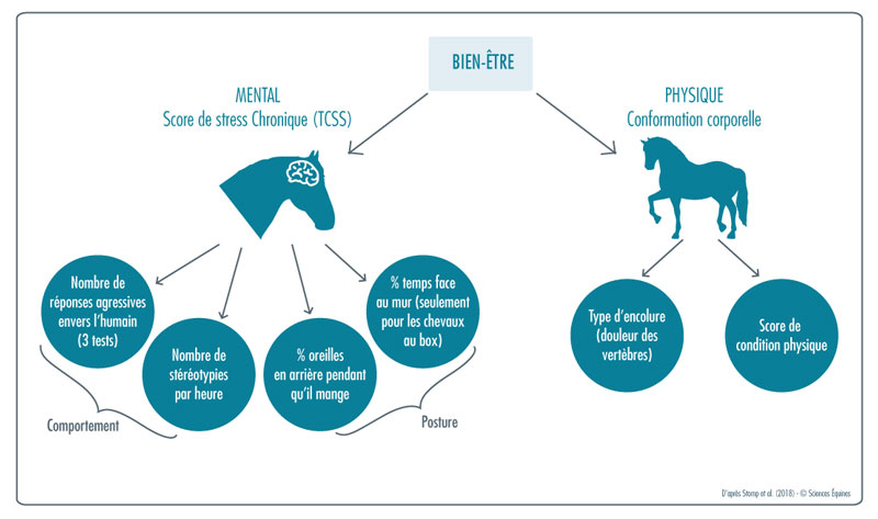 Figure 2 : le deuxième expérimentateur évalue le bien-être global des individus par différents paramètres, notamment le Score Total de Stress Chronique (Stress Chronique). Plus il est élevé, plus le bien-être est bas. Il sera comparé au taux d’ébrouement.