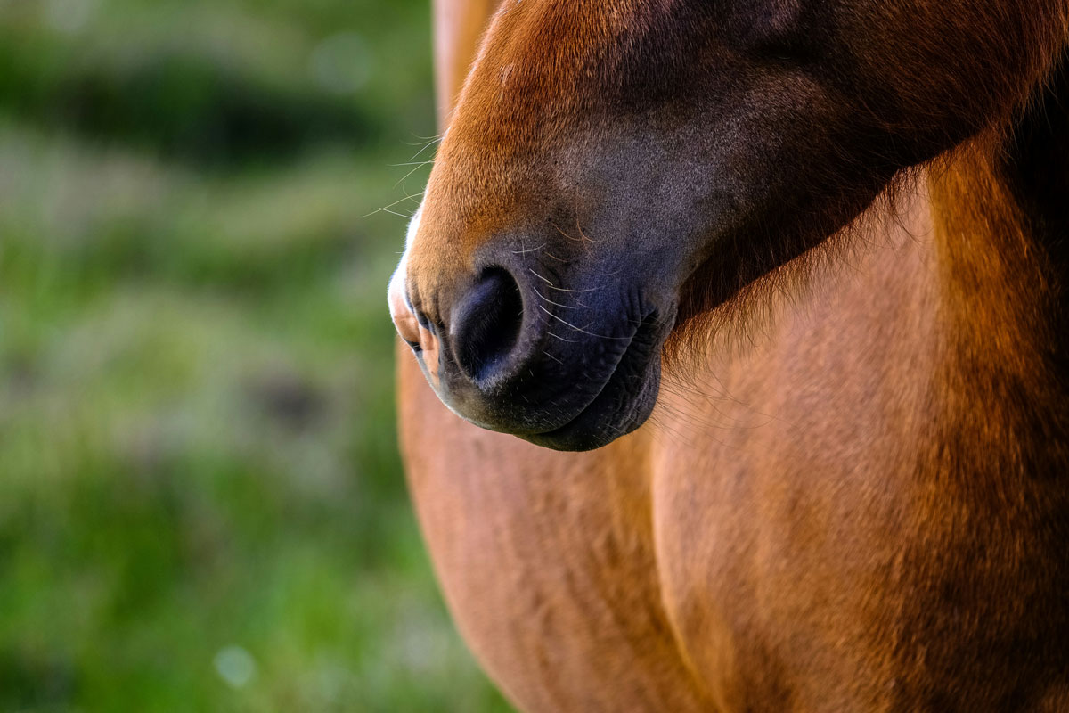 Tendez l’oreille… votre cheval exprime son bien-être !