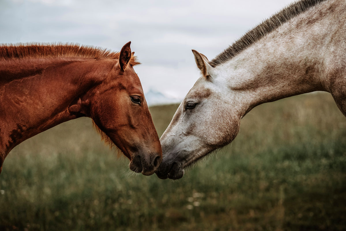 Un compagnon calme et habitué est un allié précieux dans l’éducation des jeunes chevaux !