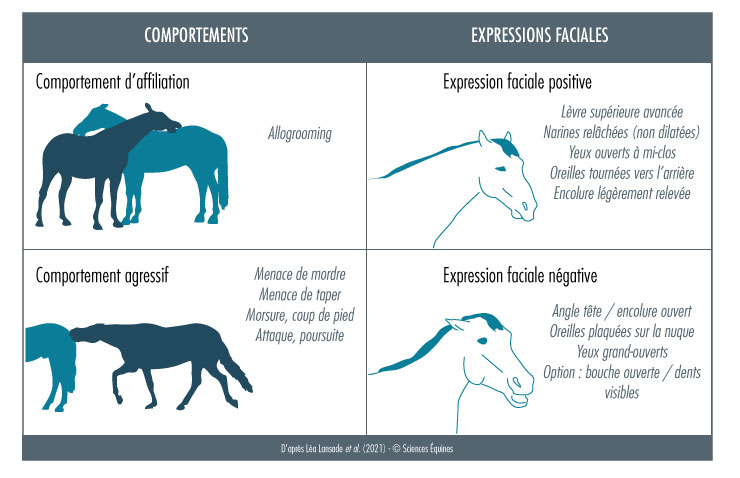 Figure 4. Comportement et expressions faciales enregistrés lors de l’utilisation de la brosse Comportements positifs type allogrooming; Comportements négatifs type menace, morsure, coup de pied, attaque, poursuite 