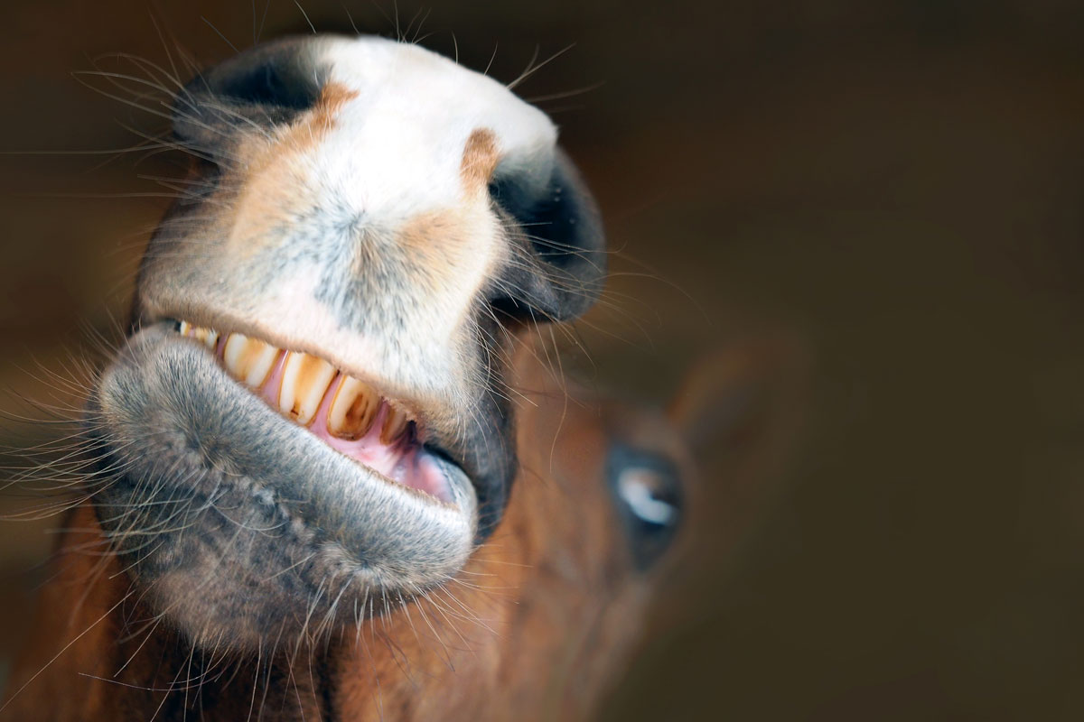 Grimaces faciales : quand votre cheval vous dit qu’il a mal aux dents… 