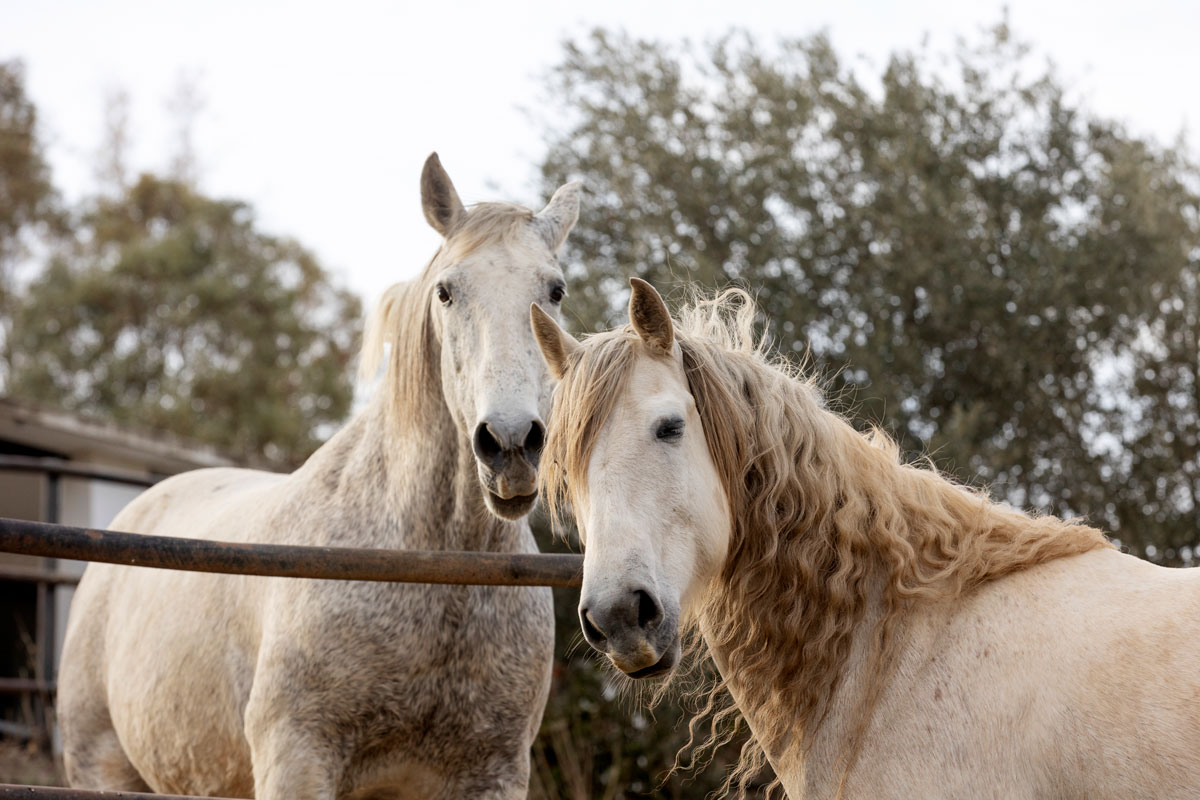 Les prés aménagés de couloirs permettent-ils d’augmenter la distance parcourue par les chevaux ?