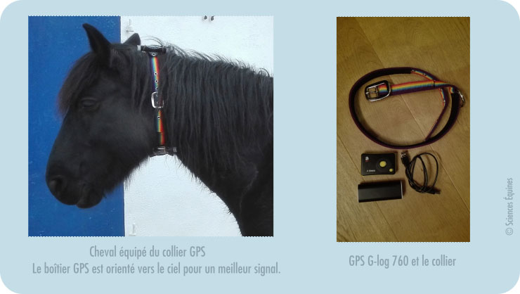 Figure 2. A gauche, cheval équipé d’un collier GPS ; à droite, photo d’un collier GPS dans son ensemble.