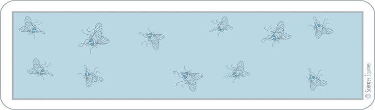 Figure 4 : Dessin d'une bande de papier sur laquelle sont collées des mouches prises au piège.