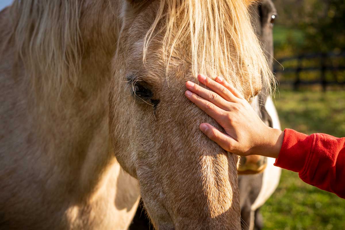 Intérêt envers les humains : comparaisons entre chevaux d’enseignement et de médiation