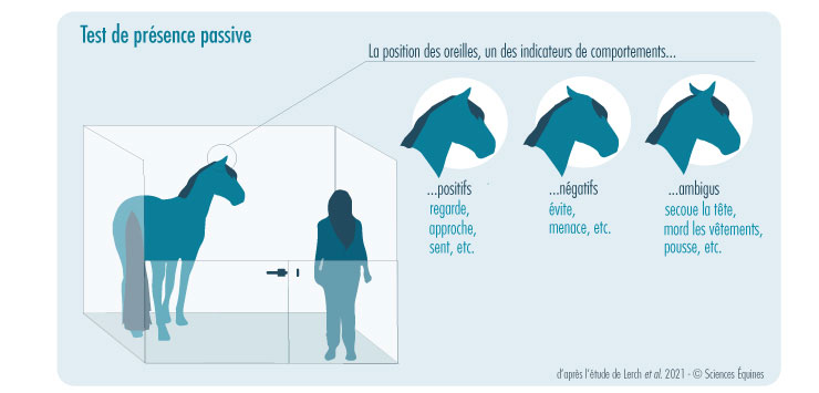 Test de présence passive : une personne se tient immobile dans le box d'un cheval. La position des oreilles est l'un des indicateurs servant à classer les comportements en tant que positifs (oreilles en avant : regarde, approche, sent...), négatifs (oreilles en arrière : évite, menace...) ou ambigus (position des oreilles intermédiaire : secoue la tête, pousse...).