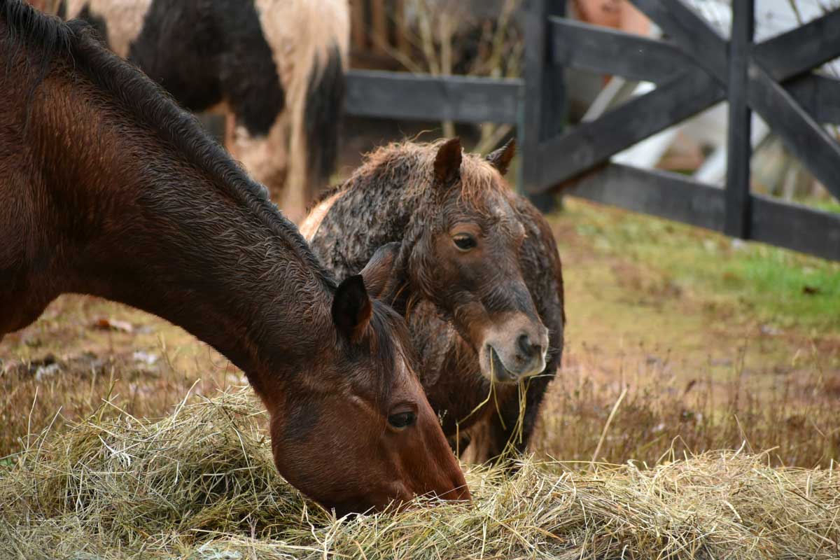 La durée du repas selon différentes combinaisons de fourrage en filets à foin ou au sol