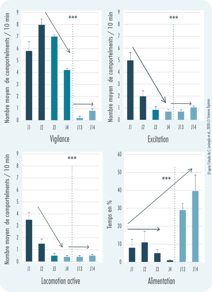 4 graphiques en histogramme évaluant le nombre moyen de comportements par 10 minutes durant les 4 premiers jours et les 2 derniers jours de l'étude (J13 et J14) pour les comportements de vigilance, excitation et locomotion active ainsi que le temps en pourcentage de l'alimentation durant les 4 premiers jours et les 2 derniers jours de l'étude (J13 et J14). Les comportements de vigilance, excitation et locomotion active sont importants les premiers jours (respectivement et au plus haut 8, 5 et plus de 3 comportements par 10 min), contrairement au comportement d'alimentation (10 % au plus haut), puis diminuent significativement les derniers jours (respectivement et au plus haut 1 (vigilance), 1 (excitation) et quasi aucun (locomotion active) comportements par 10 min) au profit de l'augmentation significative du temps passé à s'alimenter (40% au plus haut).