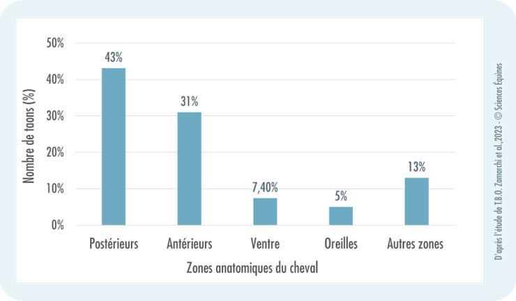 Histogramme présentant le nombre de taons en pourcentages par zone anatomique du cheval: sur les postérieurs 43%, sur les antérieurs 31%, sur le ventre 7,40%, sur les oreilles 5%, les autres zones du corps 13%