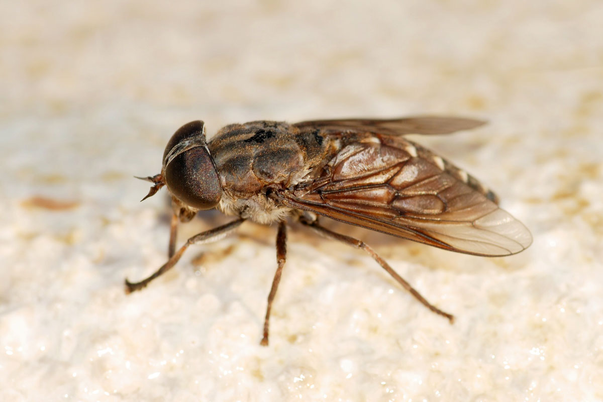 Taon Tabanus. Plus de 4400 espèces de taons sont recensées dans le monde sous différents climats, latitudes et paysages.
