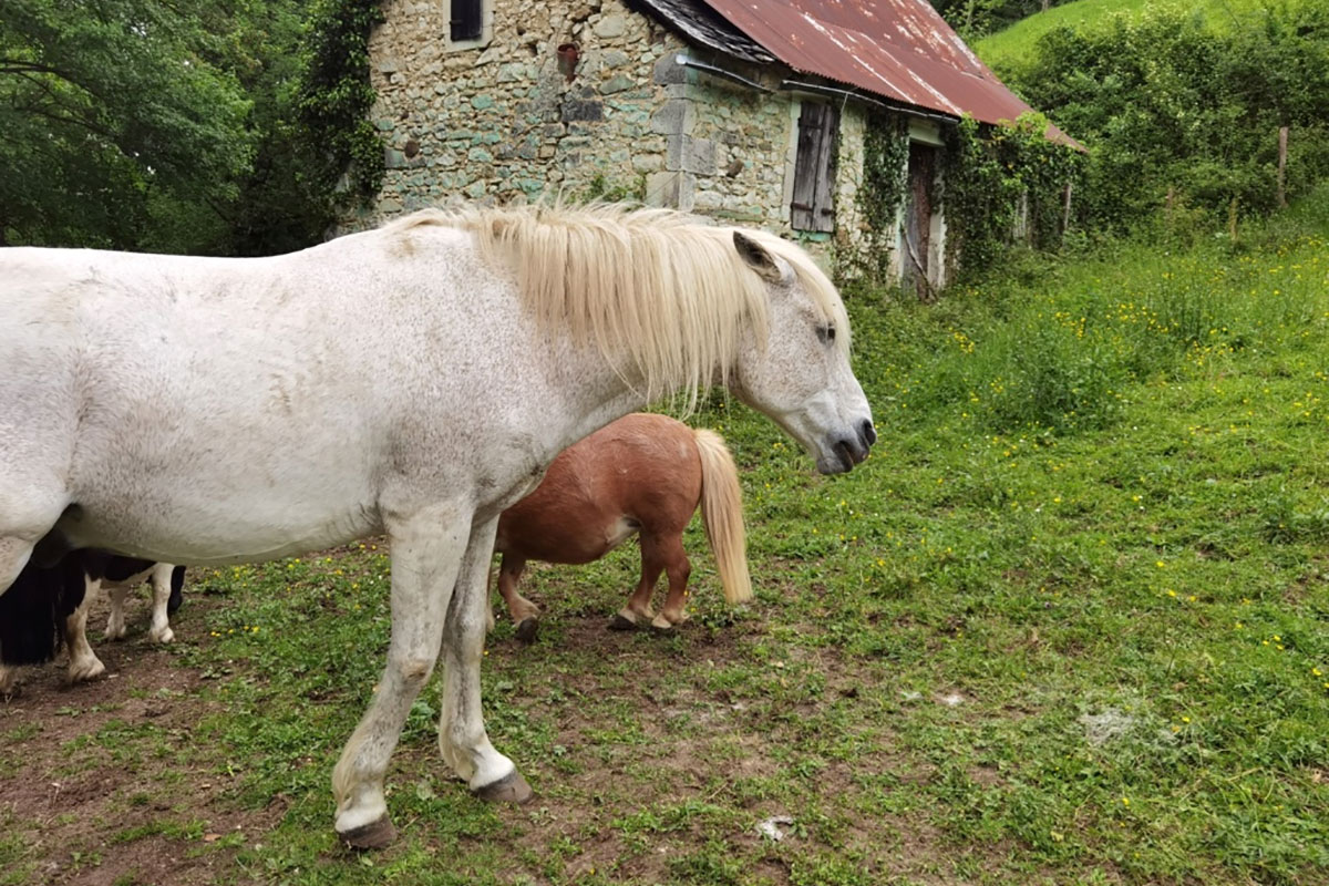 Existe-t-il un lien entre douleur chronique et agressivité chez les chevaux ?