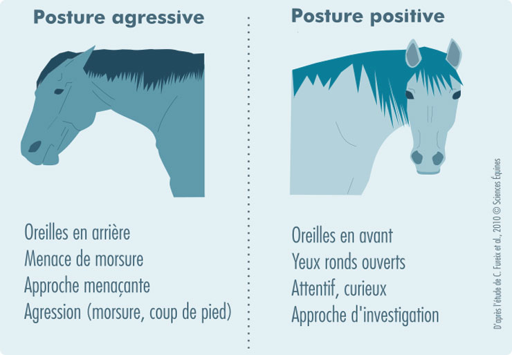 Illustration des indicateurs relevés lors des tests comportementaux. Posture agressive : Oreilles en arrière, menace de morsure, approche menaçante, agression. Posture positive : Oreilles en avant, yeux ronds ouverts, attentif, curieux, approche d'investigation.