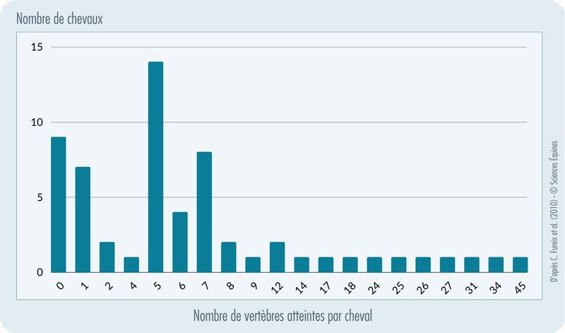 Figure indiquant le nombre de vertèbres atteintes pour chaque cheval