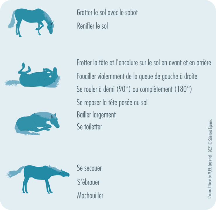 Figure représentant les 3 phases de la roulade : juste avant (debout gratte et renifle le sol), pendant la roulade (au sol se roule, se repose, se toilette…), après la roulade (debout se secoue , s'ébroue, mâchouille)