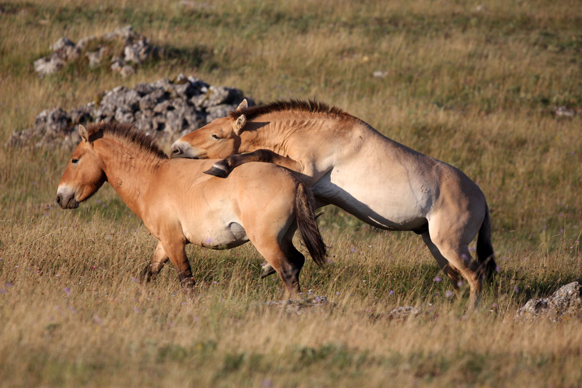 Comportements sociaux des étalons vivant en groupe (Equus przewalskii et Equus caballus) hébergés en conditions naturelles et domestiques