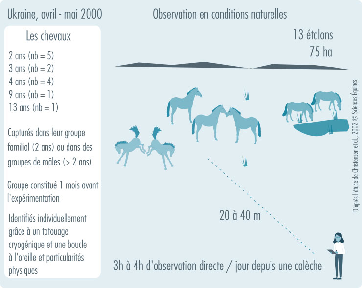Figure illustrant le protocole d'observation en conditions sauvages en Ukraine 2000. Des chevaux de Przewalski sont présents dans un espace ouvert (réserve) et mènent différentes activités (bouter, s'abreuver, observer, se renifler, combattre...). L'observatrice se tient à distance (20 à 40 m ) pour noter les comportements.