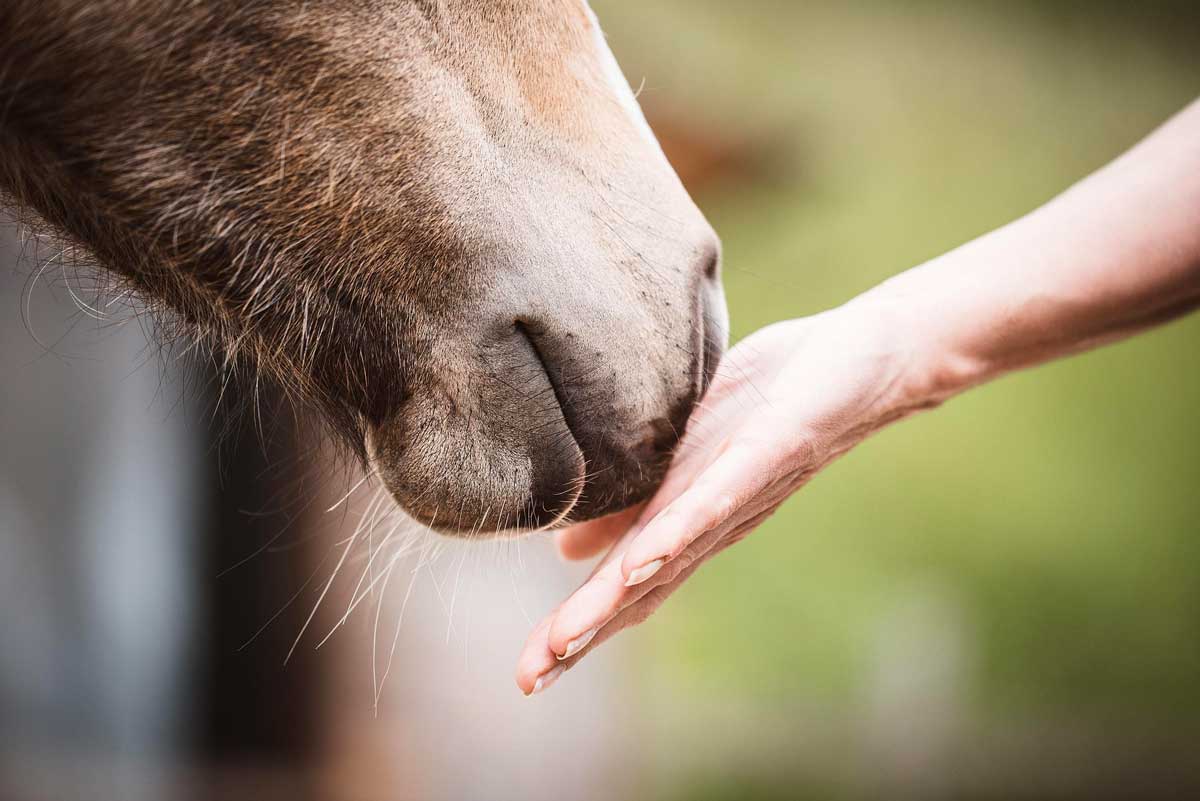 Reconnaissance interspécifique basée sur l’odeur des émotions humaines : les chevaux  identifient la peur et la joie humaine à partir de leur odeur
