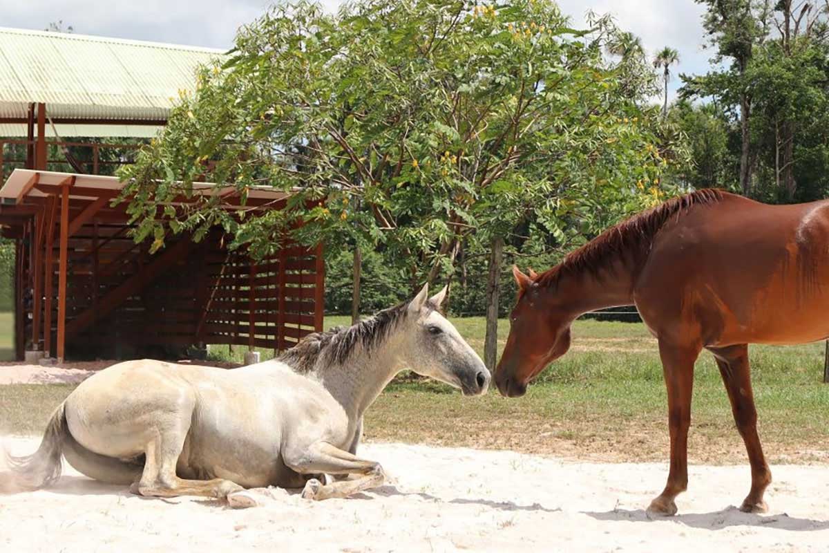 Comportement de repos des chevaux hébergés en groupe selon différents aménagements du sol : tapis en caoutchouc, copeaux et sable