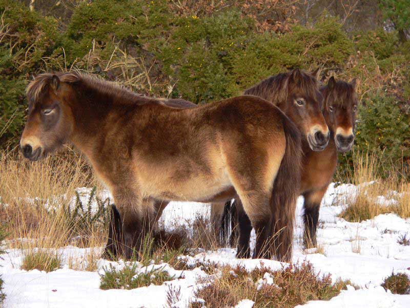 Poneys de race Exmoor dans leur environnement naturel.