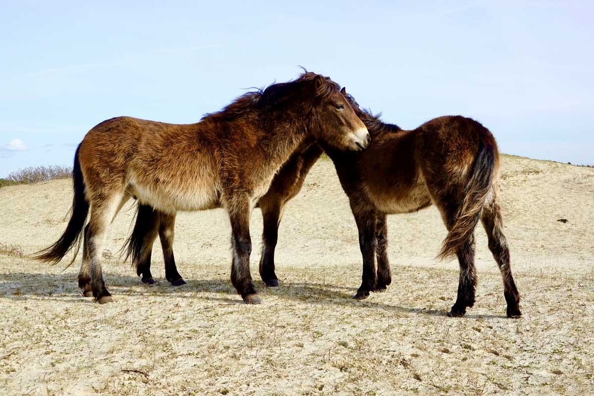 Daddy, daddy cool : les relations étalon – poulain dans une horde naturelle de poneys Exmoor